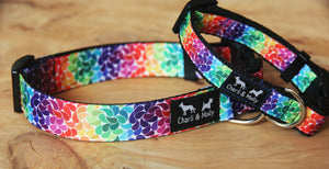 Rainbow Drops Dog Collar