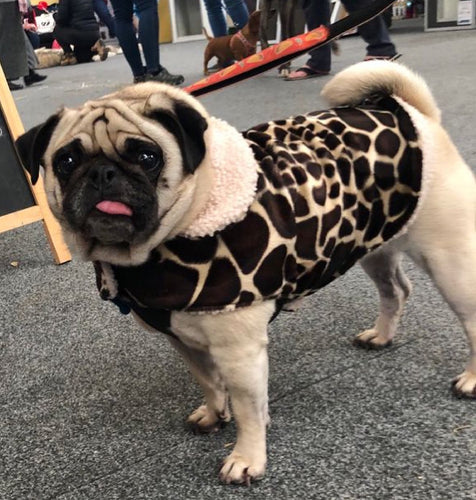 Melman Dog Coat
